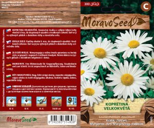 Králik biely - Leucanthemum maximum