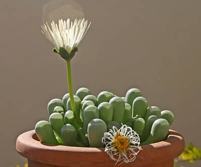 Fenestraria