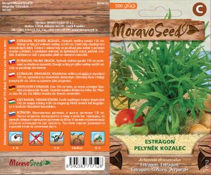 Estragon - Artemisia dracunculus