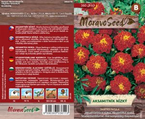 Aksamietnica nízka - Tagetes patula - červenohnedý