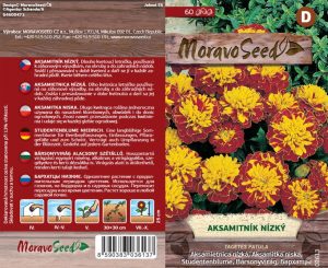 Aksamietnica nízka - Tagetes patula - hnedožltý