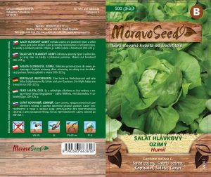 Šalát hlávkový - Lactuca sativa - HUMIL - ozimý