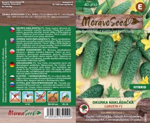 Uhorka nakladačka hruboostná - Cocumis sativus - CORVETA F1