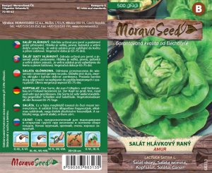 Šalát hlávkový jarnej a jesennej sezóny - Lactuca sativa - AMUR