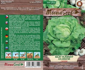 Šalát hlávkový - Lactuca sativa - CASSINI - letný