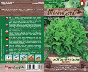 Šalát listový na česanie - Lactuca sativa - DUBÁČEK - zelený