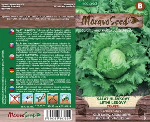 Šalát ľadový - Lactuca sativa - TRAPER - Letný