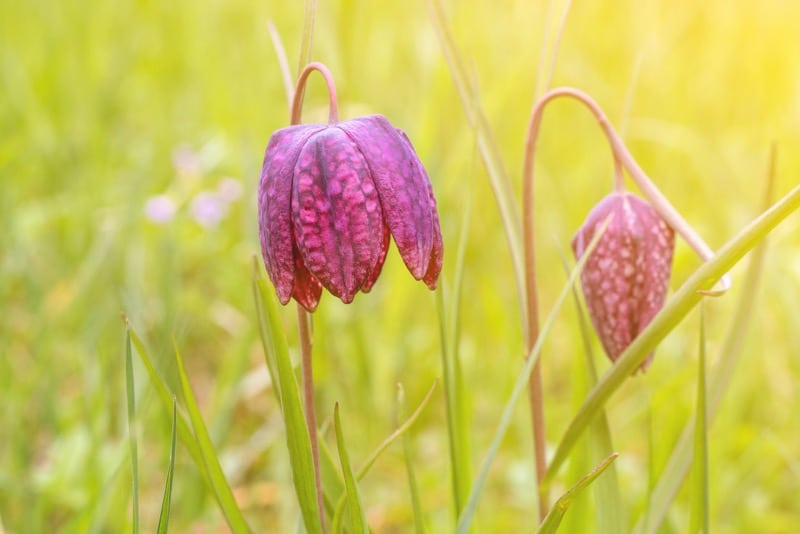 šachovnicovitá fritilária