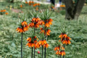 Kvitnúce korunkovky kráľovské (Fritillaria imperialis) s oranžovými zvončekmi v trávniku parku