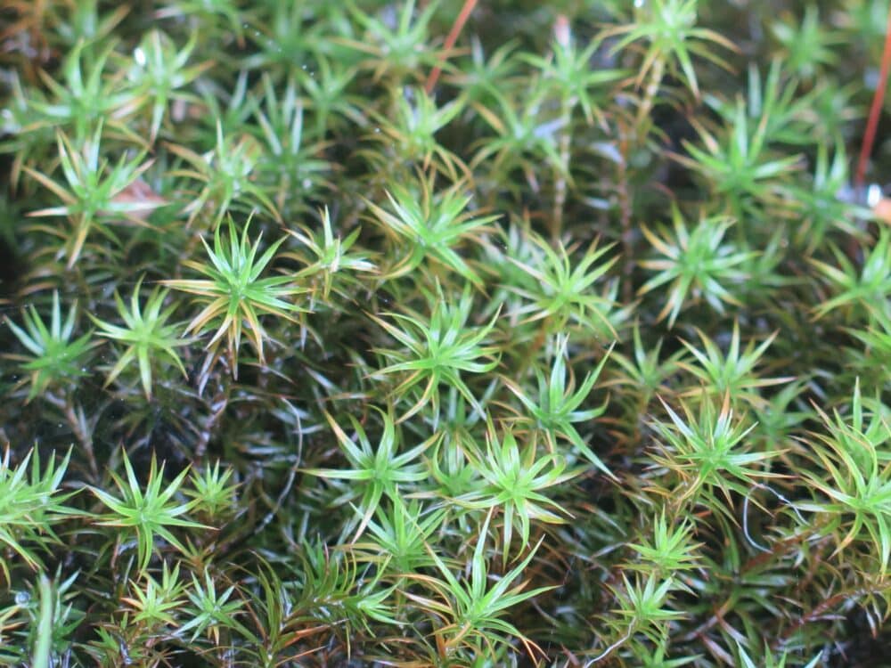 Rašelinný mach (alebo vždyzelená tráva) Polytrichum strictum, prírodné pozadie, vzor, detailný záber