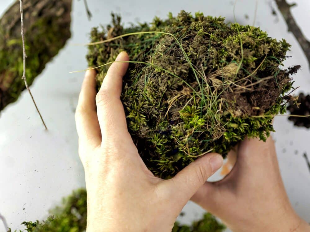 Kokedama, módna japonská machová guľa (bonsaj pre chudobných), trso machu s ružovým kvetom