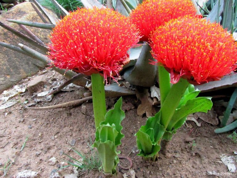 Krvokvet natalský (Scadoxus puniceus)