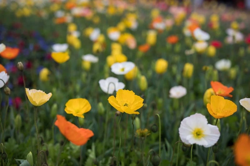 Rohatec - Glaucium corniculatum, Rohatec žltý - Glaucium flavum