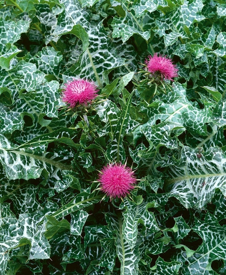 Ostropestrec mariánsky (Silybum marianum)​