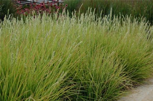 Sesleria autumnalis, sesleria jesenná​