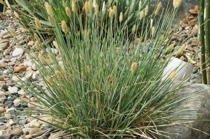 Sesleria nitida – péchava hniezditá​