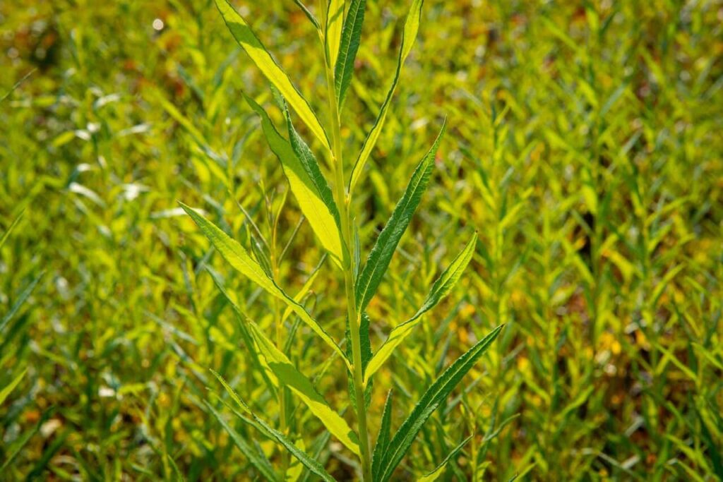 Salix viminalis - vŕba košikárska​