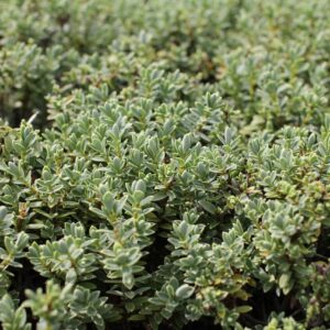 Hebe pýchavkovitá (Hebe pinguifolia)