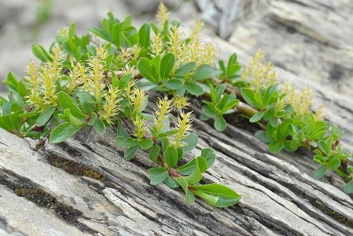 Salix retusa - vŕba utatá​