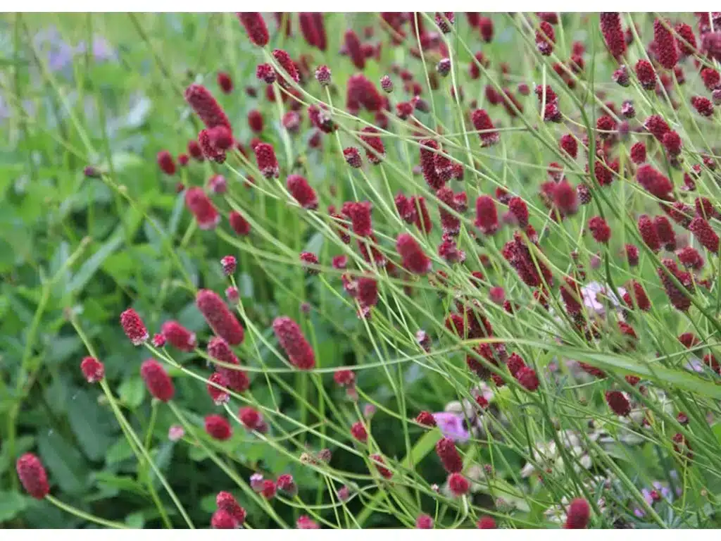 Krvavec lekársky - Sanguisorba officinalis​