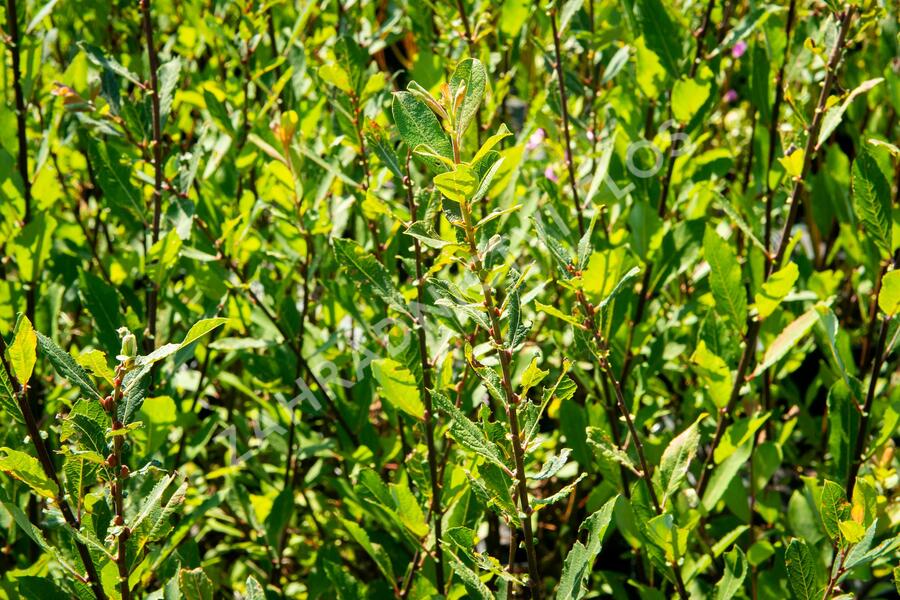 Salix aurita - vŕba ušatá​