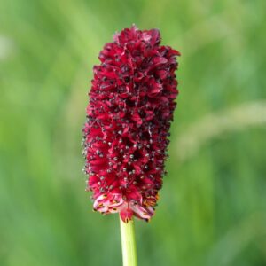 Krvavec lekársky - Sanguisorba officinalis​