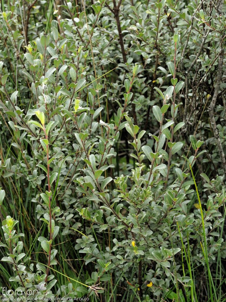 Salix arenaria - vŕba piesočná