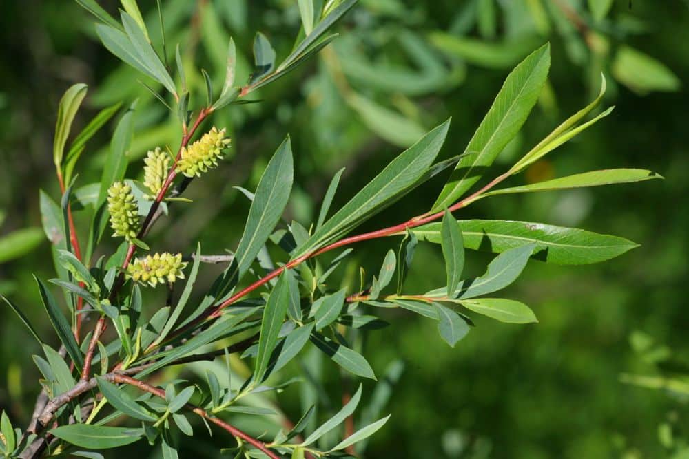 Salix purpurea - vŕba nachová​