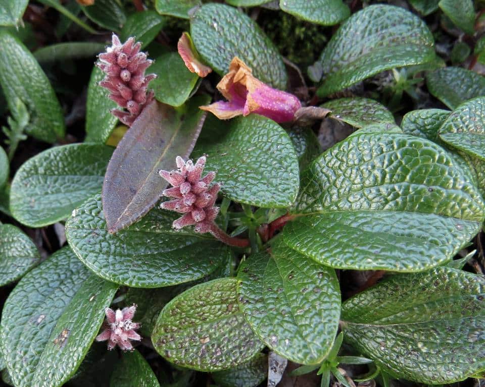 Salix reticulata - vŕba sieťnatá​