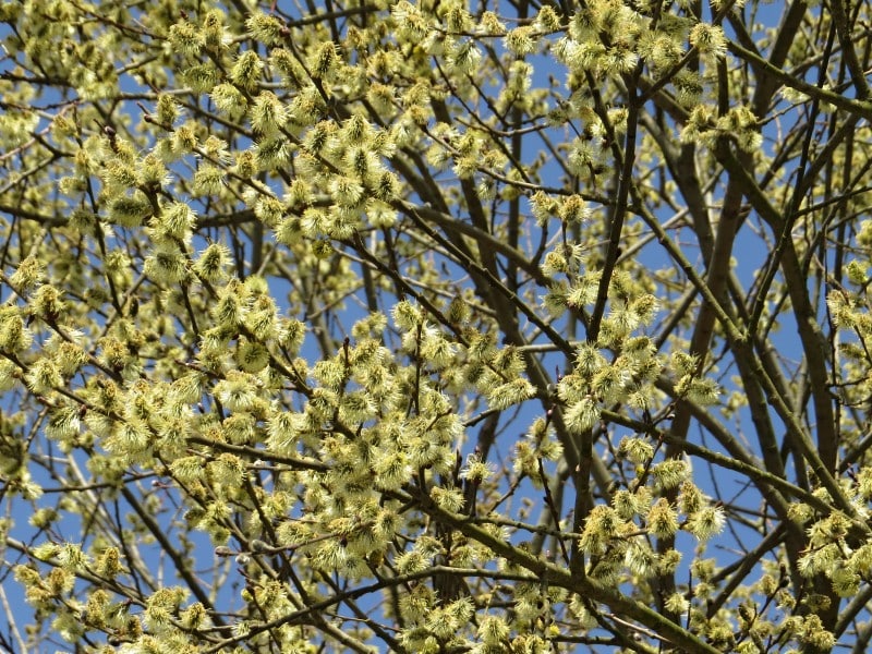 a tree with many small flowers