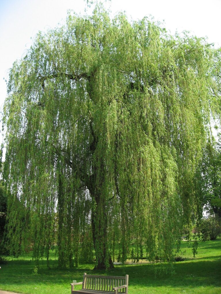 Salix alba - vŕba biela