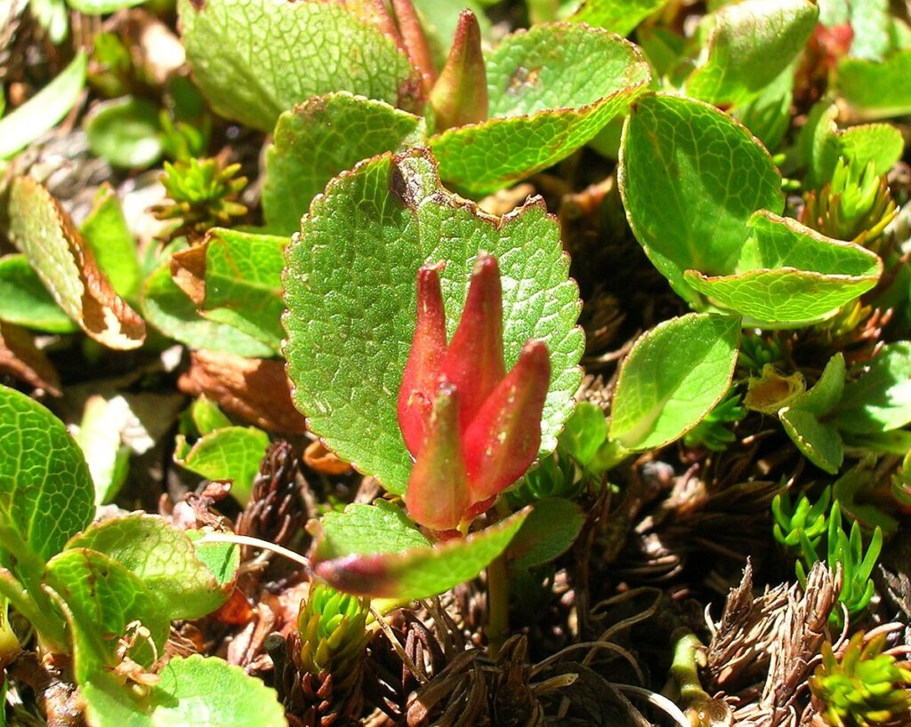 Salix herbacea - vŕba bylinná​