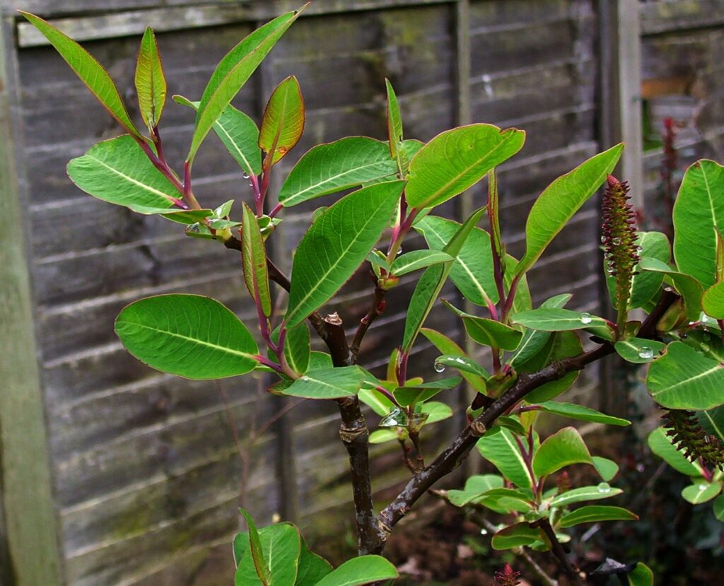 Salix magnifica​