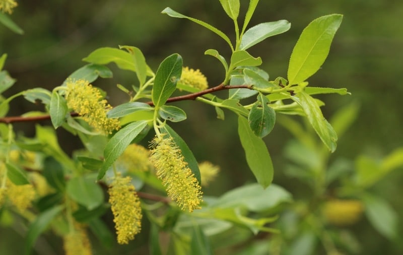 Salix pentandra - vŕba päťmužná​