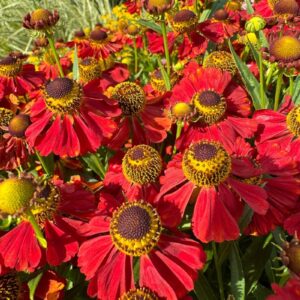 Záplievak - Helenium Moerheim Beauty.