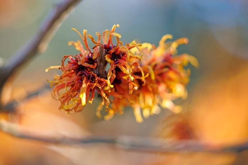 "Hybridný čarodejníček (Hamamelis × intermedia)"