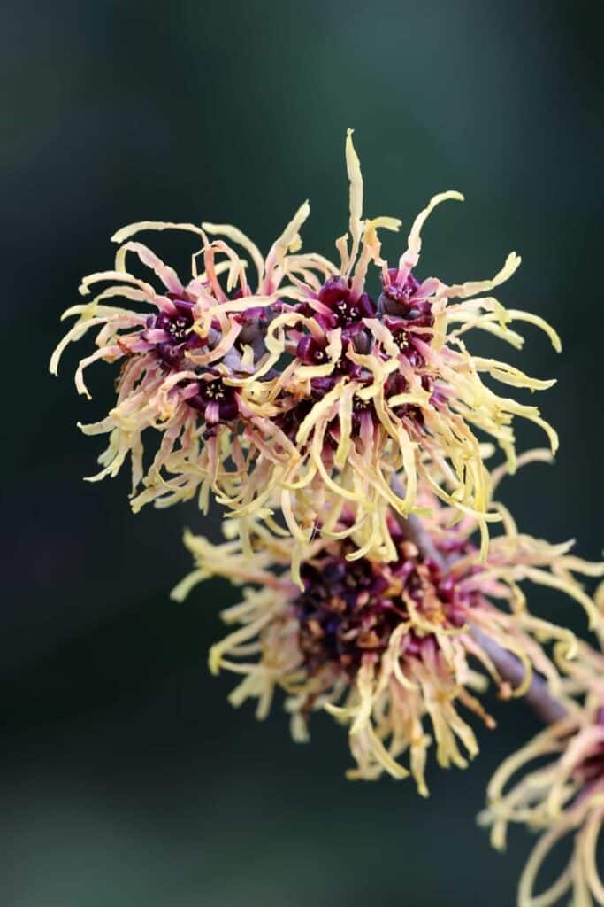 Hybridný vilín (Hamamelis × intermedia)