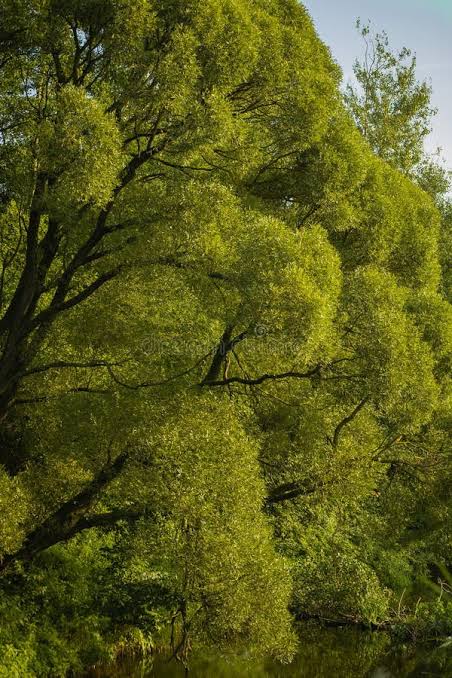 Salix acutifolia - vŕba špicatolistá