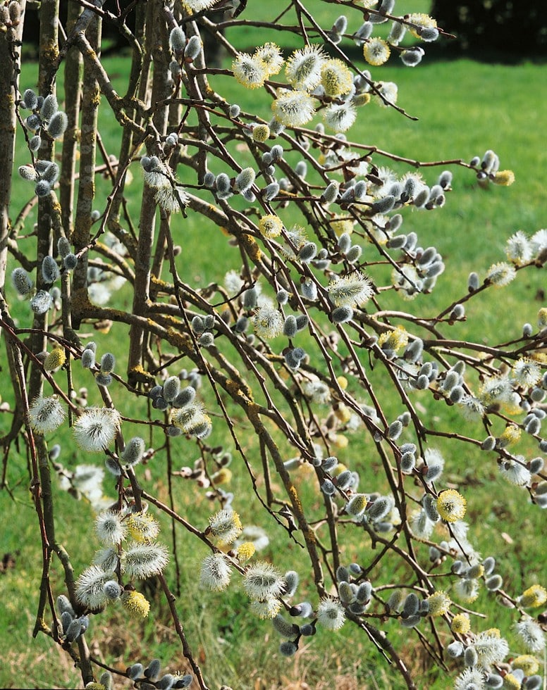 Salix caprea - vŕba rakytová (jíva)​