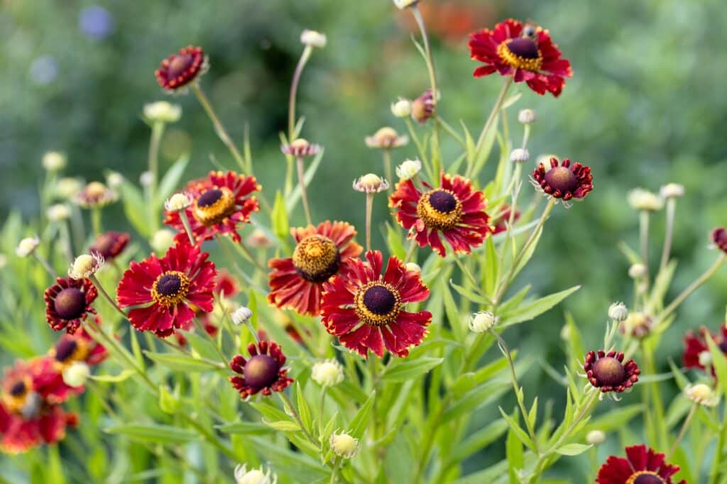 Prirodzený detail farebného oranžového kvetu helénia jesenného (*Helenium autumnale*) v záhrade.