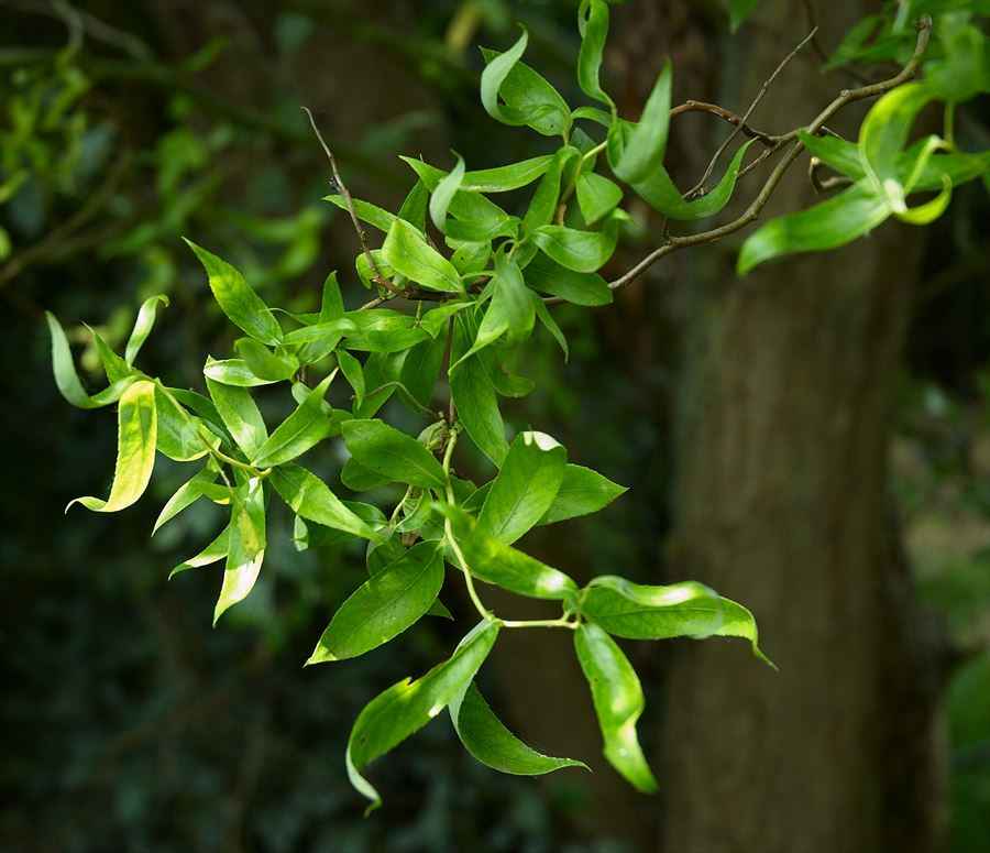 Salix matsudana 'Tortuosa'​