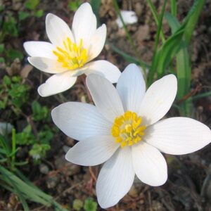 Krvavec kanadský - kvety