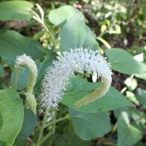 Jašteričí chvost ovisnutý – Saururus cernuus