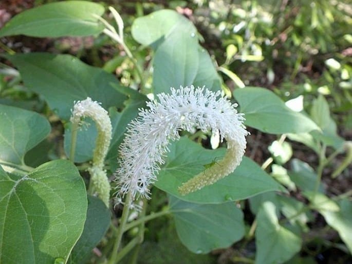 Saururus cernuus – jašteričí chvost ovisnutý