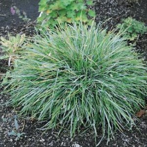 Sesleria caerulea (ostrevka belasá) – hustý guľovitý trs úzkych modrozelených listov v záhone