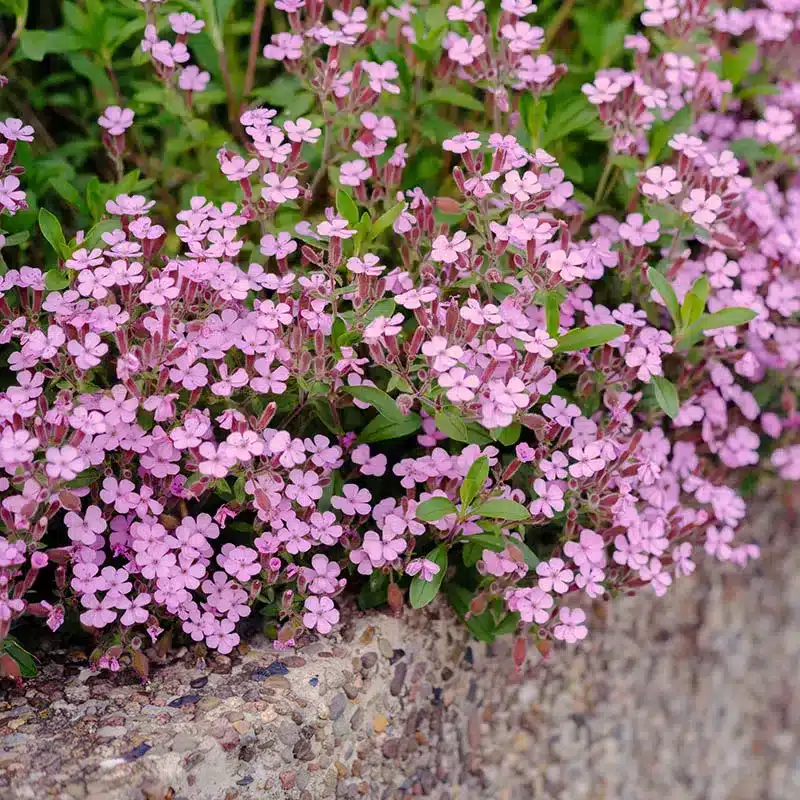 Mydlica Saponaria ocymoides