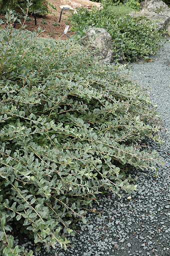 Salix repens - vŕba plazivá​