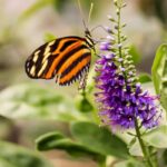 Zvislý bočný pohľad na tropického motýľa milkweed, ktorý sa živí nektárom z fialového kvetu hebe.