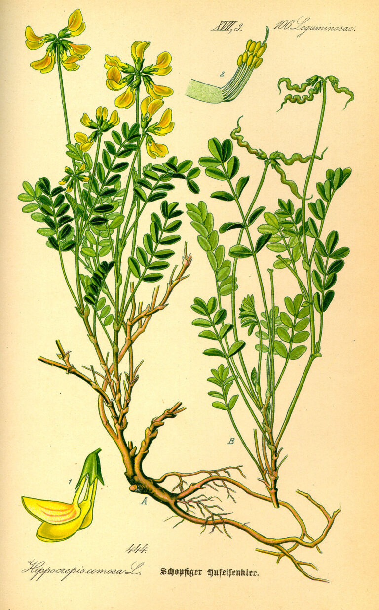 Podkovka chochlatá (Hippocrepis comosa) – ilustrácia
