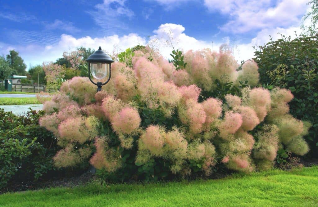 Dlhé kvetné laty škumpy vlasatej (Cotinus coggygria).